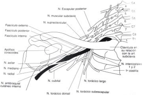 nervio supraclavicular