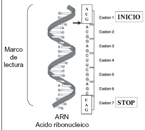 El Salto De La Doble H 233 Lice Consecuencias Del Proyecto