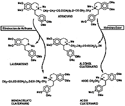 Bencilisoquinolinas; Bisbencilisoquinolinas