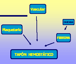 Figura 1: Interrelación entre plaquetas, fibrina y endotelio.