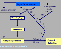 Figura 2: Cascada de la coagulación.