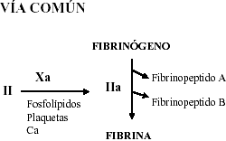 Figura 3: La vía final común.