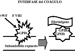 Figura 4: Interfase del coágulo.
