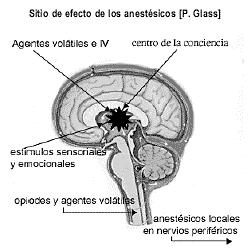 Figura 3: Hipótesis acerca del sitio de efecto de los anestésicos (P.Glass).