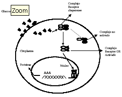 Figura 1: Diagrama esquemático de los mecanismos de la acción intracelular de los glucocorticoides. Luego de la unión entre el receptor y la hormona, se forma un complejo que consiste en: glucocorticoide, una molécula del receptor y proteínas de shock térmico (heat shock protein, hsp), dos moléculas de hsp90, una de hsp70, una hsp 56 y una immunofilina. Este complejo puede ser sometido a uno de dos procesos: activación o transformación. Los complejos activados se unen en forma rápida a las estructuras correspondientes en el núcleo (región específica de los genes con capacidad de activar las síntesis proteica) 