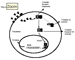 Figura 1: Diagrama esquemático de los mecanismos de la acción intracelular de los glucocorticoides. Luego de la unión entre el receptor y la hormona, se forma un complejo que consiste en: glucocorticoide, una molécula del receptor y proteínas de shock térmico (heat shock protein, hsp), dos moléculas de hsp90, una de hsp70, una hsp 56 y una immunofilina. Este complejo puede ser sometido a uno de dos procesos: activación o transformación. Los complejos activados se unen en forma rápida a las estructuras correspondientes en el núcleo (región específica de los genes con capacidad de activar las síntesis proteica)