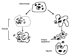 Figura 1: Morfología de la necrosis y de la apoptosis. A la izquierda, el proceso de necrosis muestra el edema, la pérdida de integridad de la membrana celular y la salida de organelas intracelulares al espacio extracelular. A la derecha, el proceso de apoptosis muestra integridad de la membrana después de la muerte celular, condensación de la cromatina e integridad de la membrana y citoplasma en los cuerpos apoptóticos, que contienen las organelas. Los cuerpos apoptóticos luego son fagocitados. 