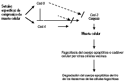 Figura 2: Genes centrales en el desarrollo de la apoptosis del nematode C elegans. Señales específicas de activación de Ced-4 activan la caspasa Ced-3 conduciendo a la muerte celular. La proteína Ced-9 puede inhibir la apoptosis por inhibición de la activación de Ced-3 por Ced-4 y posiblemente por inhibición directa de Ced-3. 