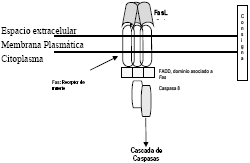 Figura 4: Vías de apoptosis: inducción positiva o externa por un ligando unido a los receptores específicos de la membrana plasmática. La consigna de apoptosis la provee el ligando FasL, que se une al receptor de muerte Fas iniciando la señal intracelular, que se trasmite por FADD (Fas associated death domain protein) a la caspasa 8, dando inicio a la activación de apoptosis. 