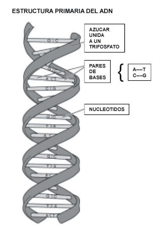 El salto de la doble hélice. Consecuencias del Proyecto. Genoma Humano en  la medicina del siglo XXI (Segunda Parte)